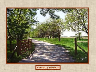 Camino y arboleda 