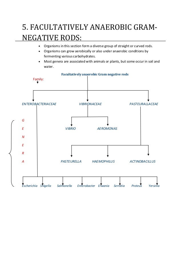 gram negative rods facultative anaerobes gram negative rods facultative anaerobes