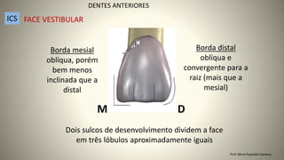 Dois sulcos de desenvolvimento dividem a face
em três lóbulos aproximadamente iguais
Borda distal
oblíqua e
convergente para a
raiz (mais que a
mesial)
Borda mesial
oblíqua, porém
bem menos
inclinada que a
distal
M D
DENTES ANTERIORES
ICS FACE VESTIBULAR
Prof. Sônia Popiolek Caetano
 