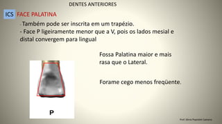 - Também pode ser inscrita em um trapézio.
- Face P ligeiramente menor que a V, pois os lados mesial e
distal convergem para lingual
Forame cego menos freqüente.
Fossa Palatina maior e mais
rasa que o Lateral.
DENTES ANTERIORES
ICS FACE PALATINA
Prof. Sônia Popiolek Caetano
 