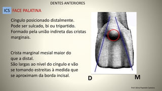 Cíngulo posicionado distalmente.
Pode ser sulcado, bi ou tripartido.
Formado pela união indireta das cristas
marginais.
Crista marginal mesial maior do
que a distal.
São largas ao nível do cíngulo e vão
se tomando estreitas à medida que
se aproximam da borda incisal.
M
D
DENTES ANTERIORES
ICS FACE PALATINA
Prof. Sônia Popiolek Caetano
 