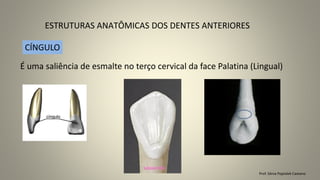 ESTRUTURAS ANATÔMICAS DOS DENTES ANTERIORES
Prof. Sônia Popiolek Caetano
É uma saliência de esmalte no terço cervical da face Palatina (Lingual)
CÍNGULO
 