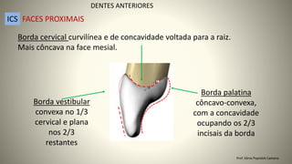 Borda cervical curvilínea e de concavidade voltada para a raiz.
Mais côncava na face mesial.
Borda vestibular
convexa no 1/3
cervical e plana
nos 2/3
restantes
Borda palatina
côncavo-convexa,
com a concavidade
ocupando os 2/3
incisais da borda
DENTES ANTERIORES
ICS FACES PROXIMAIS
Prof. Sônia Popiolek Caetano
 
