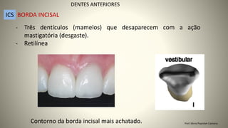 - Três dentículos (mamelos) que desaparecem com a ação
mastigatória (desgaste).
- Retilínea
Contorno da borda incisal mais achatado.
DENTES ANTERIORES
ICS BORDA INCISAL
Prof. Sônia Popiolek Caetano
 