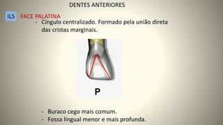- Cíngulo centralizado. Formado pela união direta
das cristas marginais.
- Buraco cego mais comum.
- Fossa lingual menor e mais profunda.
DENTES ANTERIORES
ILS FACE PALATINA
 