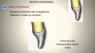 As faces proximais são triangulares.
Diâmetro maior na cervical.
Linha do colo
côncava para apical
(raiz)
ILS FACES PROXIMAIS
DENTES ANTERIORES
 
