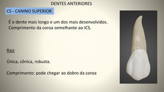 É o dente mais longo e um dos mais desenvolvidos.
Comprimento da coroa semelhante ao ICS.
CS - CANINO SUPERIOR
DENTES ANTERIORES
Única, cônica, robusta.
Comprimento: pode chegar ao dobro da coroa
Raiz
 