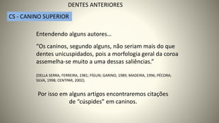 “Os caninos, segundo alguns, não seriam mais do que
dentes unicuspidados, pois a morfologia geral da coroa
assemelha-se muito a uma dessas saliências.”
(DELLA SERRA; FERREIRA, 1981; FÍGUN; GARINO, 1989; MADEIRA, 1996; PÉCORA;
SILVA, 1998; CENTPAR, 2002).
Entendendo alguns autores…
Por isso em alguns artigos encontraremos citações
de “cúspides” em caninos.
DENTES ANTERIORES
CS - CANINO SUPERIOR
 