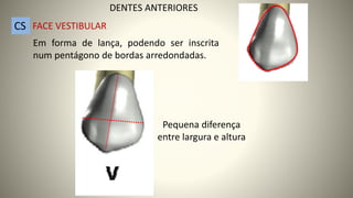 Em forma de lança, podendo ser inscrita
num pentágono de bordas arredondadas.
Pequena diferença
entre largura e altura
DENTES ANTERIORES
FACE VESTIBULAR
CS
 