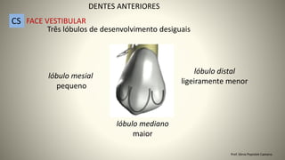 Três lóbulos de desenvolvimento desiguais
lóbulo mediano
maior
lóbulo distal
ligeiramente menor
lóbulo mesial
pequeno
DENTES ANTERIORES
CS FACE VESTIBULAR
Prof. Sônia Popiolek Caetano
 