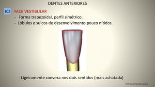 - Forma trapezoidal, perfil simétrico.
- Lóbulos e sulcos de desenvolvimento pouco nítidos.
DENTES ANTERIORES
ICI FACE VESTIBULAR
- Ligeiramente convexa nos dois sentidos (mais achatada)
Prof. Sônia Popiolek Caetano
 