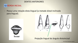 - Possui uma rotação disto-lingual (a metade distal inclinada
para lingual).
DENTES ANTERIORES
ILI BORDA INCISAL
Projeção lingual do ângulo distoincisal
Prof. Sônia Popiolek Caetano
 