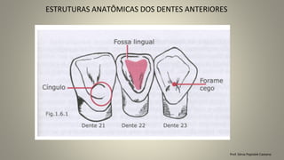 ESTRUTURAS ANATÔMICAS DOS DENTES ANTERIORES
Prof. Sônia Popiolek Caetano
 