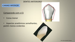 Prof. Sônia Popiolek Caetano
DENTES ANTERIORES
CANINO INFERIOR
Comparando com o CS
• Coroa menor
• Aspectos anatômicos semelhantes,
porém menos evidentes
 
