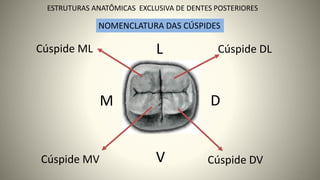 M D
V
L Cúspide DL
Cúspide ML
Cúspide MV Cúspide DV
10
ESTRUTURAS ANATÔMICAS EXCLUSIVA DE DENTES POSTERIORES
NOMENCLATURA DAS CÚSPIDES
 