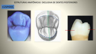 VERTENTE
TRITURANTE D
VERTENTE LISA D
11
ESTRUTURAS ANATÔMICAS EXCLUSIVA DE DENTES POSTERIORES
CÚSPIDES
 