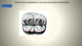 12
ESTRUTURAS ANATÔMICAS EXCLUSIVA DE DENTES POSTERIORES
CÚSPIDES
 