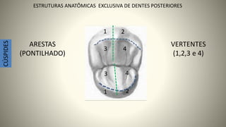 13
ESTRUTURAS ANATÔMICAS EXCLUSIVA DE DENTES POSTERIORES
CÚSPIDES
VERTENTES
(1,2,3 e 4)
1
4
2
1
3 4
2
3
ARESTAS
(PONTILHADO)
 