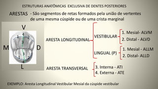 14
ARESTAS
ESTRUTURAS ANATÔMICAS EXCLUSIVA DE DENTES POSTERIORES
- São segmentos de retas formados pela união de vertentes
de uma mesma cúspide ou de uma crista marginal
ARESTA LONGITUDINAL
ARESTA TRANSVERSAL
VESTIBULAR
LINGUAL (P)
2. Distal- ALLD
2. Distal - ALVD
1. Mesial - ALLM
1. Mesial- ALVM
3. Interna - ATI
4. Externa - ATE
EXEMPLO: Aresta Longitudinal Vestibular Mesial da cúspide vestibular
 