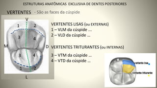 16
ESTRUTURAS ANATÔMICAS EXCLUSIVA DE DENTES POSTERIORES
VERTENTES - São as faces da cúspide
VERTENTES LISAS (ou EXTERNAS)
1 – VLM da cúspide ...
2 – VLD da cúspide …
VERTENTES TRITURANTES (ou INTERNAS)
3 – VTM da cúspide …
4 – VTD da cúspide …
 
