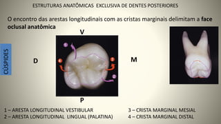 O encontro das arestas longitudinais com as cristas marginais delimitam a face
oclusal anatômica
1 – ARESTA LONGITUDINAL VESTIBULAR
2 – ARESTA LONGITUDINAL LINGUAL (PALATINA)
D
V
M
P
CÚSPIDES
3 – CRISTA MARGINAL MESIAL
4 – CRISTA MARGINAL DISTAL 17
ESTRUTURAS ANATÔMICAS EXCLUSIVA DE DENTES POSTERIORES
 