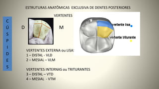 VERTENTES EXTERNA ou LISAS
1 – DISTAL - VLD
2 – MESIAL – VLM
VERTENTES INTERNAS ou TRITURANTES
3 – DISTAL – VTD
4 – MESIAL - VTM
VERTENTES
M
D
C
Ú
S
P
I
D
E
S
18
ESTRUTURAS ANATÔMICAS EXCLUSIVA DE DENTES POSTERIORES
 