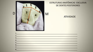 M
D
2
6
1
3
4
5
7
8
1_______________________________________________________________
2_______________________________________________________________
3_______________________________________________________________
4_______________________________________________________________
5_______________________________________________________________
6_______________________________________________________________
7_______________________________________________________________
8_______________________________________________________________ 19
ESTRUTURAS ANATÔMICAS EXCLUSIVA
DE DENTES POSTERIORES
ATIVIDADE
 