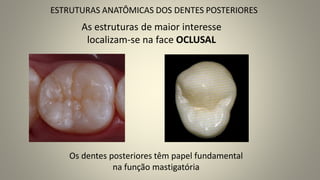 As estruturas de maior interesse
localizam-se na face OCLUSAL
ESTRUTURAS ANATÔMICAS DOS DENTES POSTERIORES
Os dentes posteriores têm papel fundamental
na função mastigatória
 