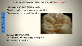 ESTRUTURAS ANATÔMICAS EXCLUSIVA DE DENTES POSTERIORES
S
U
L
C
O
S
SULCOS PRINCIPAIS (PRIMÁRIOS)
São depressões que separam as cúspides.
São profundos e bem delineados.
SULCOS SECUNDÁRIOS
Geralmente situados sobre as cúspides.
São menos profundos.
20
 
