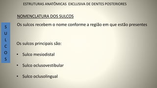 Os sulcos principais são:
• Sulco mesiodistal
• Sulco oclusovestibular
• Sulco oclusolingual
S
U
L
C
O
S
23
ESTRUTURAS ANATÔMICAS EXCLUSIVA DE DENTES POSTERIORES
NOMENCLATURA DOS SULCOS
Os sulcos recebem o nome conforme a região em que estão presentes
 