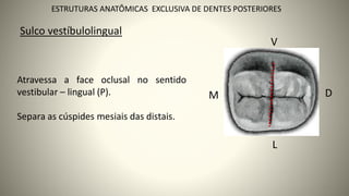 25
ESTRUTURAS ANATÔMICAS EXCLUSIVA DE DENTES POSTERIORES
L
V
M D
Atravessa a face oclusal no sentido
vestibular – lingual (P).
Separa as cúspides mesiais das distais.
Sulco vestíbulolingual
 