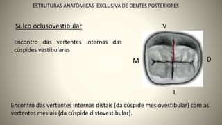 26
ESTRUTURAS ANATÔMICAS EXCLUSIVA DE DENTES POSTERIORES
L
V
M D
Encontro das vertentes internas das
cúspides vestibulares
Sulco oclusovestibular
Encontro das vertentes internas distais (da cúspide mesiovestibular) com as
vertentes mesiais (da cúspide distovestibular).
 