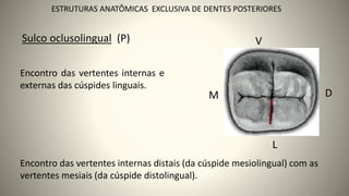 27
ESTRUTURAS ANATÔMICAS EXCLUSIVA DE DENTES POSTERIORES
L
V
M D
Encontro das vertentes internas e
externas das cúspides linguais.
Sulco oclusolingual (P)
Encontro das vertentes internas distais (da cúspide mesiolingual) com as
vertentes mesiais (da cúspide distolingual).
 