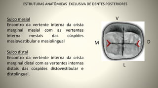 28
ESTRUTURAS ANATÔMICAS EXCLUSIVA DE DENTES POSTERIORES
L
V
M D
Sulco mesial
Encontro da vertente interna da crista
marginal mesial com as vertentes
interna mesiais das cúspides
mesiovestibular e mesiolingual
Sulco distal
Encontro da vertente interna da crista
marginal distal com as vertentes internas
distais das cúspides distovestibular e
distolingual.
 