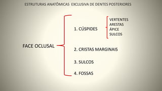 ESTRUTURAS ANATÔMICAS EXCLUSIVA DE DENTES POSTERIORES
1. CÚSPIDES
VERTENTES
ARESTAS
ÁPICE
SULCOS
2. CRISTAS MARGINAIS
3. SULCOS
4. FOSSAS
3
FACE OCLUSAL
 