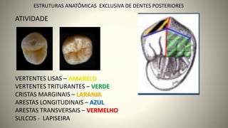 ATIVIDADE
VERTENTES LISAS – AMARELO
VERTENTES TRITURANTES – VERDE
CRISTAS MARGINAIS – LARANJA
ARESTAS LONGITUDINAIS – AZUL
ARESTAS TRANSVERSAIS – VERMELHO
SULCOS - LAPISEIRA 32
ESTRUTURAS ANATÔMICAS EXCLUSIVA DE DENTES POSTERIORES
 