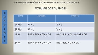 VOLUME DAS CÚSPIDES
DENTE SUPERIOR INFERIOR
1º PM V > L V > L
2º PM V = L V > L
1º M MP > MV > DV > DP MV > ML > DL > Med > DV
2º M MP > MV > DV > DP MV > ML > DV > DL
C
Ú
S
P
I
D
E
S
33
ESTRUTURAS ANATÔMICAS EXCLUSIVA DE DENTES POSTERIORES
 