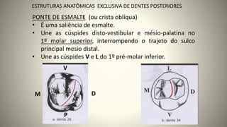 ESTRUTURAS ANATÔMICAS EXCLUSIVA DE DENTES POSTERIORES
PONTE DE ESMALTE (ou crista oblíqua)
• É uma saliência de esmalte.
• Une as cúspides disto-vestibular e mésio-palatina no
1º molar superior, interrompendo o trajeto do sulco
principal mesio distal.
• Une as cúspides V e L do 1º pré-molar inferior.
M D
V
P
34
 