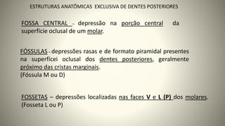 ESTRUTURAS ANATÔMICAS EXCLUSIVA DE DENTES POSTERIORES
FOSSA CENTRAL – depressão na porção central da
superfície oclusal de um molar.
FÓSSULAS– depressões rasas e de formato piramidal presentes
na superfícei oclusal dos dentes posteriores, geralmente
próximo das cristas marginais.
(Fóssula M ou D)
FOSSETAS – depressões localizadas nas faces V e L (P) dos molares.
(Fosseta L ou P)
35
 
