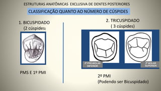 CLASSIFICAÇÃO QUANTO AO NÚMERO DE CÚSPIDES
1. BICUSPIDADO
(2 cúspides)
PMS E 1º PMI
2. TRICUSPIDADO
( 3 cúspides)
2º PMI
(Podendo ser Bicuspidado)
5
ESTRUTURAS ANATÔMICAS EXCLUSIVA DE DENTES POSTERIORES
 