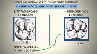 CLASSIFICAÇÃO QUANTO AO NÚMERO DE CÚSPIDES
3. TETRACUSPIDADO
( 4 cúspides)
1º MS
TODOS OS MOLARES
➢ Exceto O 1º MI
4. PENTACUSPIDADO
( 5 cúspides)
1º MI
6
ESTRUTURAS ANATÔMICAS EXCLUSIVA DE DENTES POSTERIORES
 