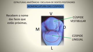 M D
L
V
NOMENCLATURA DAS CÚSPIDES
Recebem o nome
das faces que
estão próximas.
8
ESTRUTURAS ANATÔMICAS EXCLUSIVA DE DENTES POSTERIORES
CÚSPIDE
VESTIBULAR
CÚSPIDE
LINGUAL
 