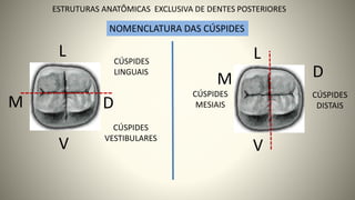 M D
V
L
9
ESTRUTURAS ANATÔMICAS EXCLUSIVA DE DENTES POSTERIORES
NOMENCLATURA DAS CÚSPIDES
M
L
D
V
CÚSPIDES
LINGUAIS
CÚSPIDES
MESIAIS
CÚSPIDES
VESTIBULARES
CÚSPIDES
DISTAIS
 