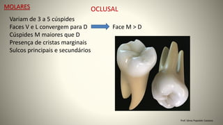 MOLARES OCLUSAL
Variam de 3 a 5 cúspides
Faces V e L convergem para D Face M > D
Cúspides M maiores que D
Presença de cristas marginais
Sulcos principais e secundários
Prof. Sônia Popiolek Caetano
 