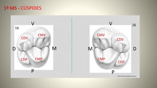 1º MS - CÚSPIDES
CMV
CDP
CDP
CDV
CDV
CMP CMP
CMV
 