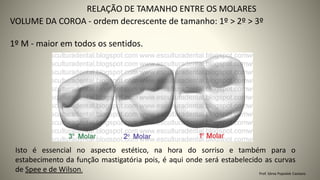VOLUME DA COROA - ordem decrescente de tamanho: 1º > 2º > 3º
1º M - maior em todos os sentidos.
RELAÇÃO DE TAMANHO ENTRE OS MOLARES
Isto é essencial no aspecto estético, na hora do sorriso e também para o
estabecimento da função mastigatória pois, é aqui onde será estabelecido as curvas
de Spee e de Wilson.
Prof. Sônia Popiolek Caetano
 