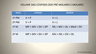 VOLUME DAS CÚSPIDES DOS PRÉ MOLARES E MOLARES
DENTE SUPERIOR INFERIOR
1º PM V > P V > L
2º PM V = P V > L
1º M MP > MV > DV > DP ML > MV > DL > Med > DV
2º M MP > MV > DV > DP MV > ML > DV > DL
Prof. Sônia Popiolek Caetano
 