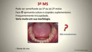 3º MS
Pode ser semelhante ao 1º ou ao 2º molar.
Face O apresenta sulcos e cúspides suplementares.
Frequentemente tricuspidado.
Varia muito em sua morfologia.
* Dente do siso
Não estudaremos
Prof. Sônia Popiolek Caetano
 