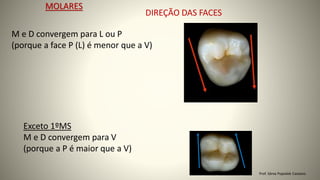 DIREÇÃO DAS FACES
MOLARES
M e D convergem para L ou P
(porque a face P (L) é menor que a V)
Exceto 1ºMS
M e D convergem para V
(porque a P é maior que a V)
Prof. Sônia Popiolek Caetano
 