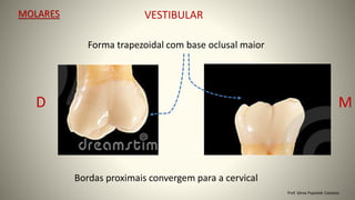 MOLARES
D M
VESTIBULAR
Forma trapezoidal com base oclusal maior
Bordas proximais convergem para a cervical
Prof. Sônia Popiolek Caetano
 